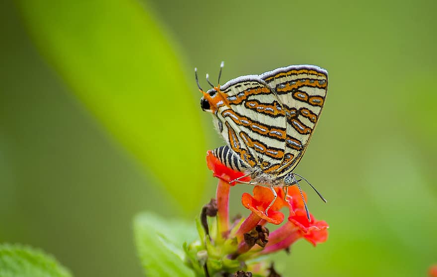 Spindasis, Cigaritis, Butterfly, Insect, Wildlife, Nature, Animal, Close Up, Flowers, Garden, Entomology