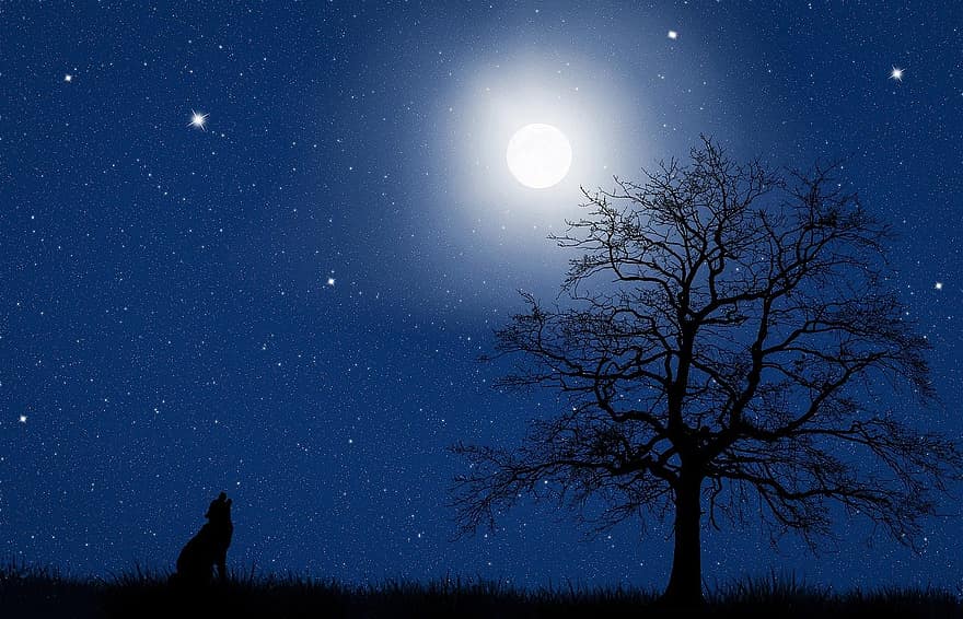 القمر ، السماء المرصعة بالنجوم ، ليل ، سماء ، شجرة ، الكلب ، عواء