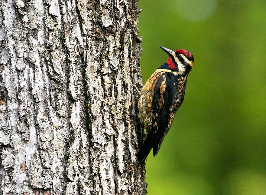 Spotted Woodpecker, Bird, Perched, Animal, Feathers, Plumage, Beak, Bill, Bird Watching, Ornithology, Animal World