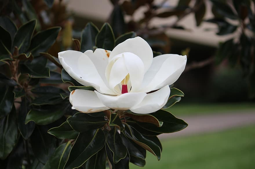 magnolia, kwiat, biały kwiat, płatki, białe płatki, kwitnąć, flora, Natura, roślina kwitnąca, wiosna, roślina