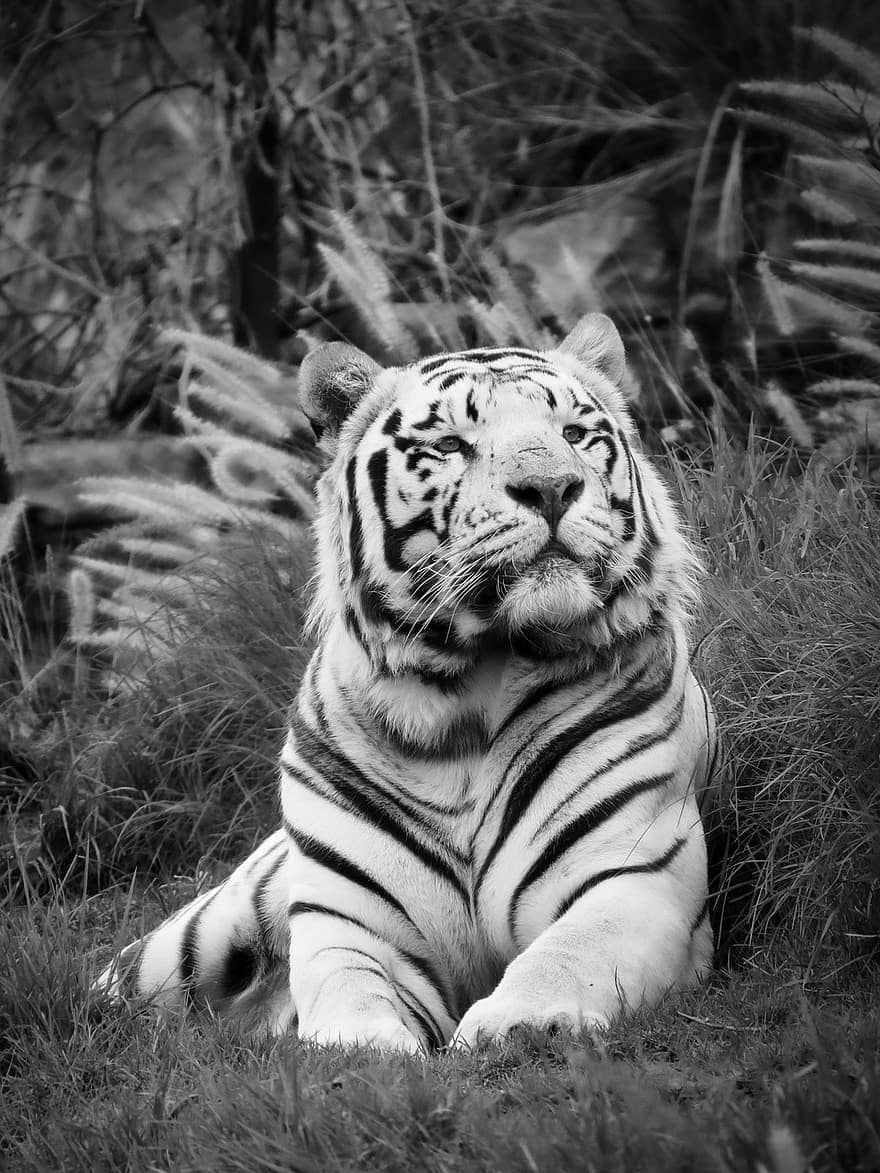 hvit tiger, katt, tiger, dyr, rovdyret, pels, hvit, kjæledyr, søt, lat, svart