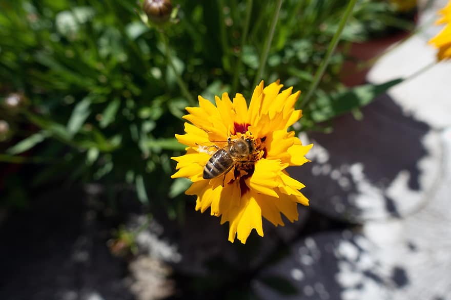 मधुमक्खी, Mädchenauge, खिलना, फूल का खिलना, बगीचा, गर्मी, फूल का बगीचा, क्लोज़ अप, सम्मिश्र, सुन्दर चेहरा