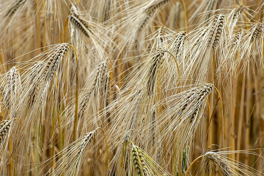 пшеница, золотой, ферма, поле, урожай, зерно, культура
