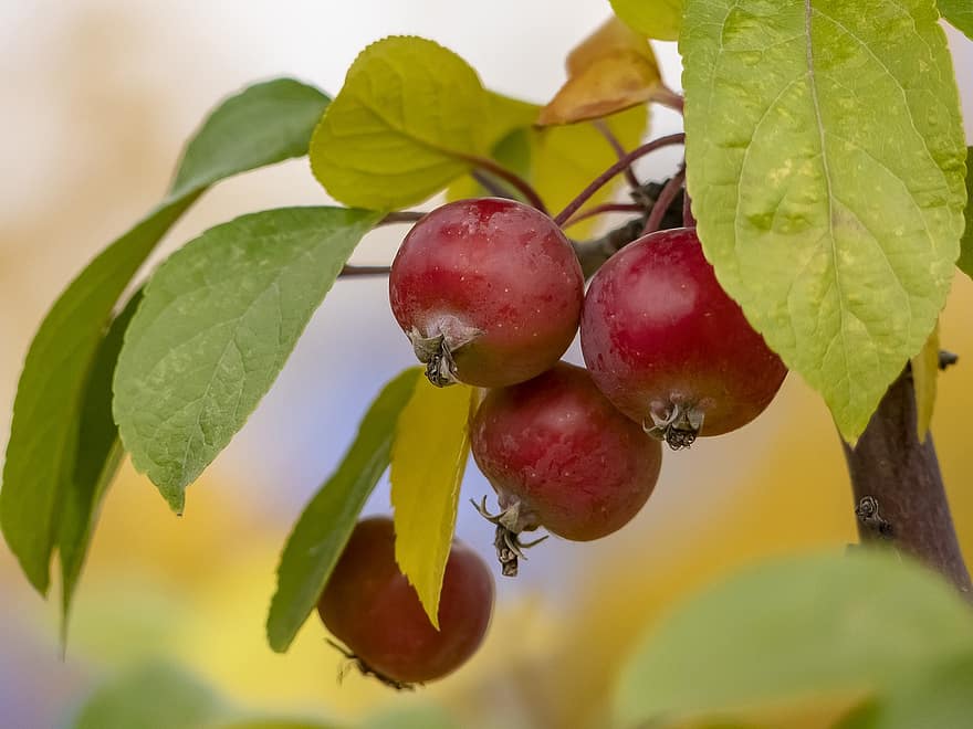 Крабапл, фрукты, ветка, яблоня, Ранетка, дерево, листья, природа, падать