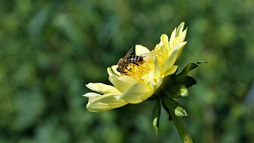 dahlia, abeille, pollinisation, insecte, fleur, flore, Floraison, plante à fleurs, plante, jardin