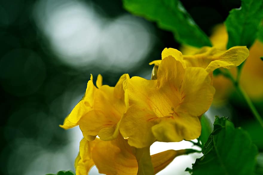 黄色い長老、黄色い花、テコマスタン、フラワーズ、庭園、フローラ、葉、閉じる、工場、黄、夏
