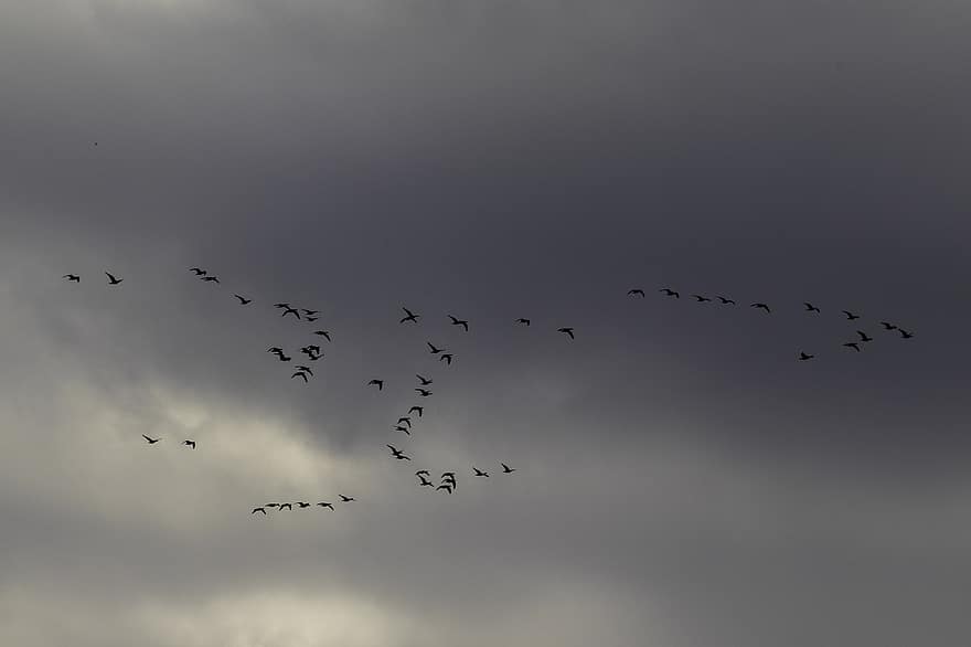 paukščių, dangus, debesys, bandos, skraidantis, gyvūnams, migracija, pobūdį, skrydis, mėlyna, siluetas