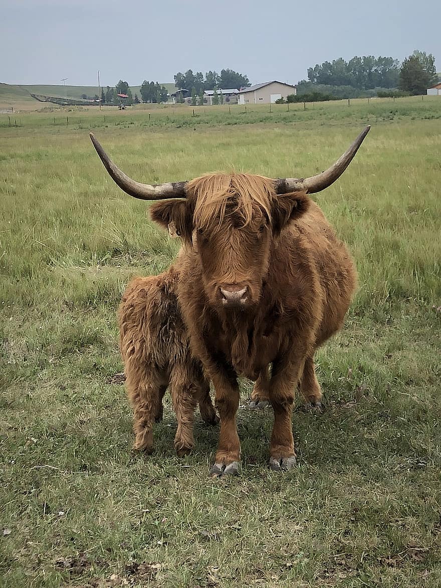 skot skotský, kráva, tele, zvířat, mladé zvíře, hospodářských zvířat, highland kráva, pole, pastvina