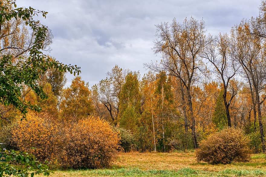les, stromy, podzim, listy, křoví, krajina, Příroda, park, Rusko, Sitbir, Krasnojarsk