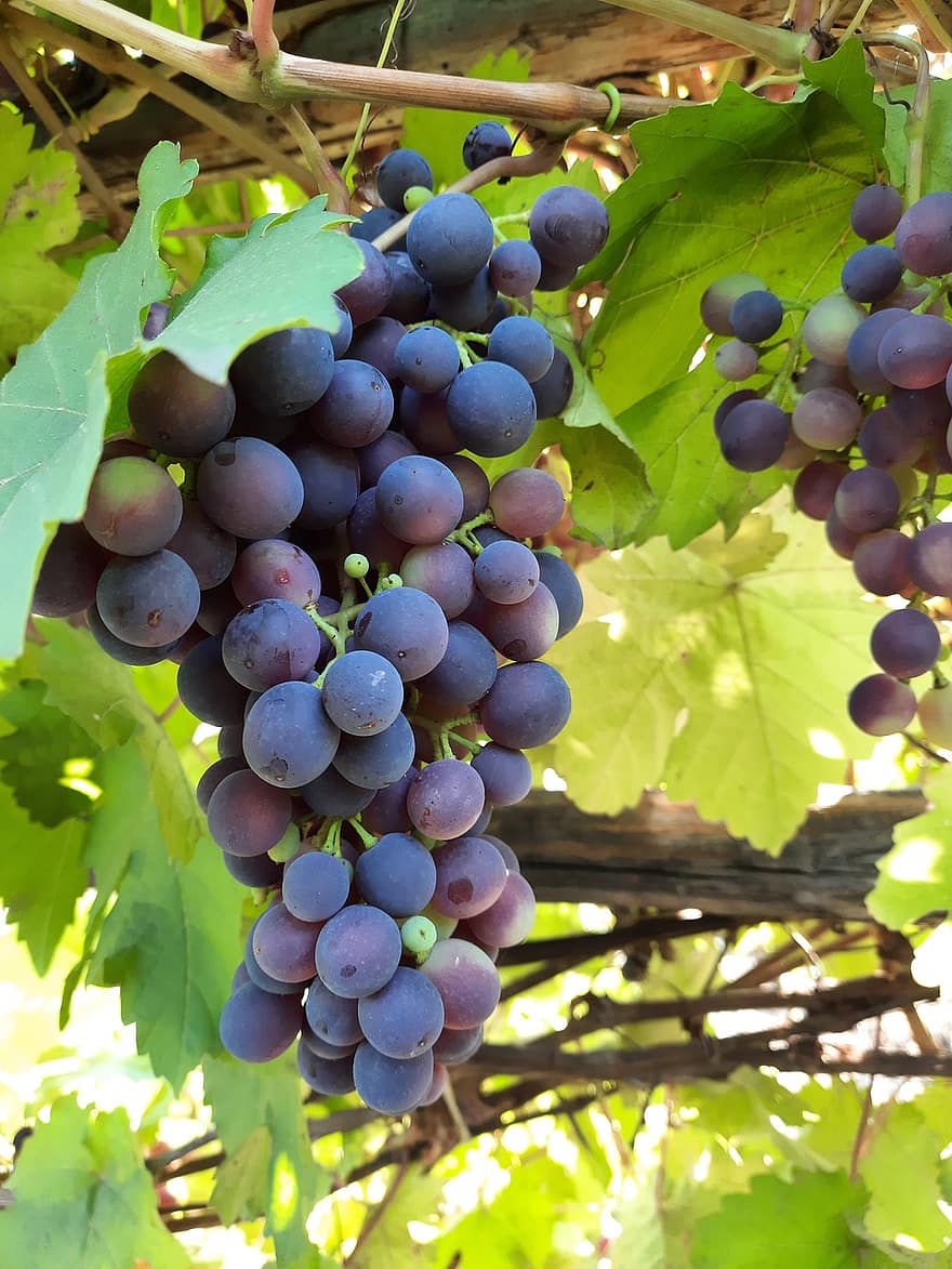 vīnogas, augļi, vīnkopība, augu, vīns, ēdiens, bioloģiski, vīna dārzs