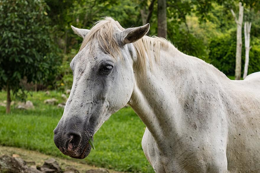άλογο, ίππειος, άσπρο άλογο, χαίτη, θηλαστικό ζώο, ζώο, ζωικού κόσμου, κεφάλι αλόγου, πορτρέτο, άγρια ​​ζωή, ιππικός