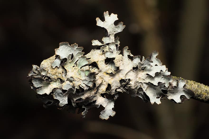 lichen, alge, ciuperci, ramură, natură, a închide, macro, frunze, plantă, fundaluri, pădure