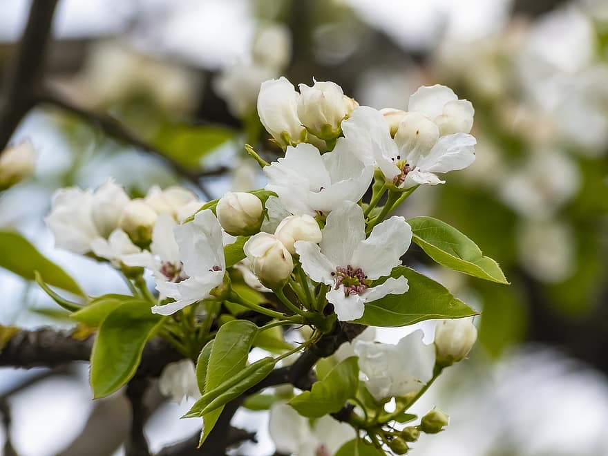 リンゴの木、フラワーズ、ブランチ、リンゴの花、白い花、芽、咲く、葉、工場、春