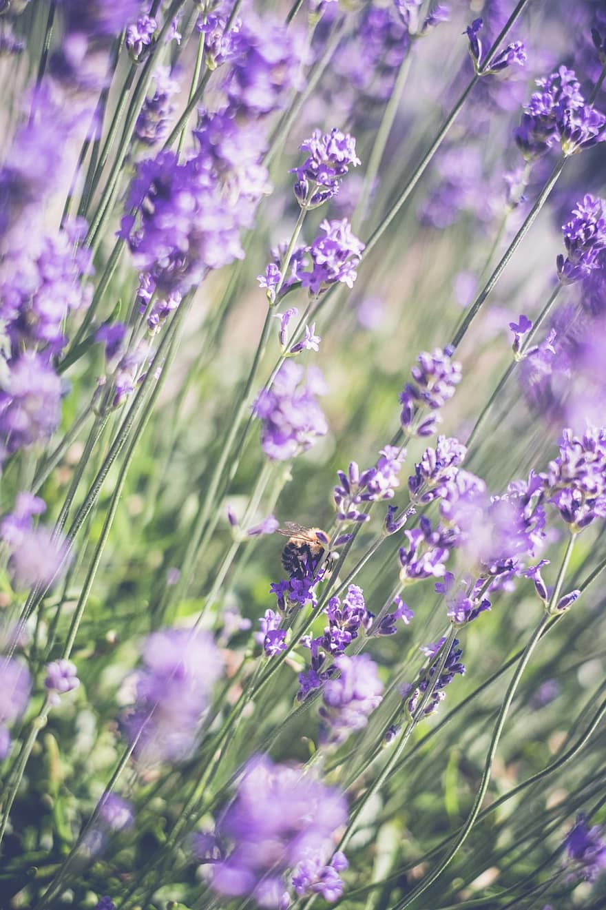 lavender, bunga, provence, bunga-bunga, musim panas, ungu, taman, Rempah, violet, keharuman, bidang lavender