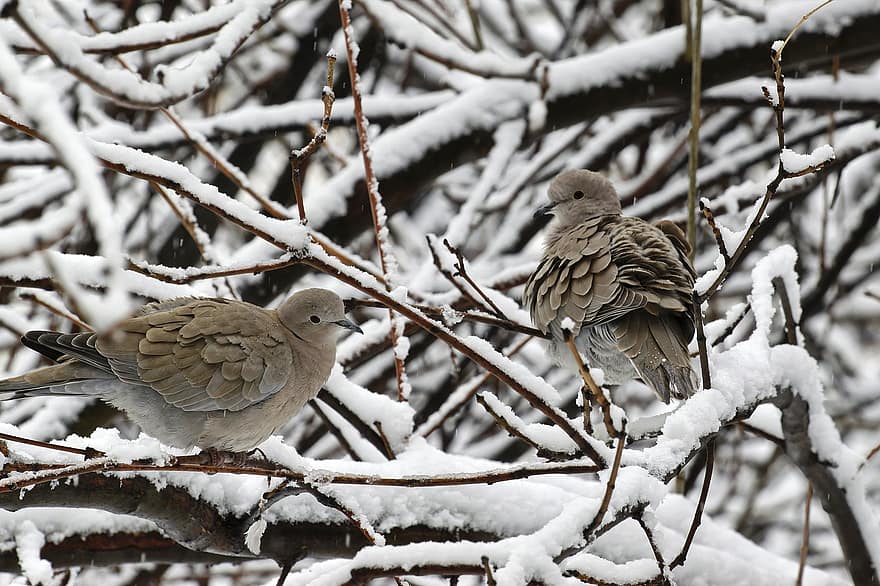 Birds, Morning Doves, Winter, Snow, Nature, Avian, beak, branch, animals in the wild, feather, tree
