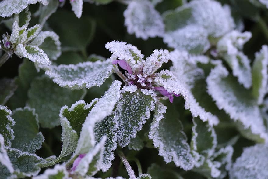 Frost, Blätter, Winter, Pflanzen, Blatt, Nahansicht, Pflanze, Frische, Eis, Makro, grüne Farbe