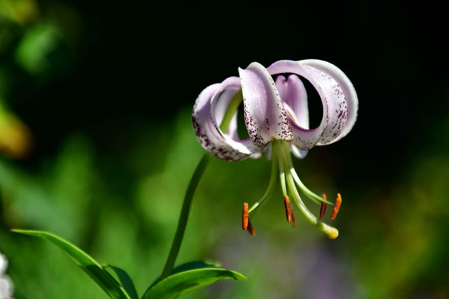Martagon Lilie, Lilie, Blume, Garten, Natur, Pflanze, Flora, blühen, botanisch, Botanik