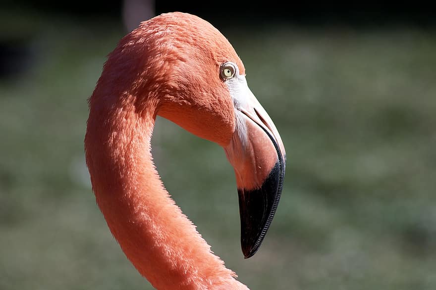 flamingo, kafa, kuş, gaga, su kuşu, Phoenicopterus, hayvan, boyun, yaban hayatı, kapatmak, portre