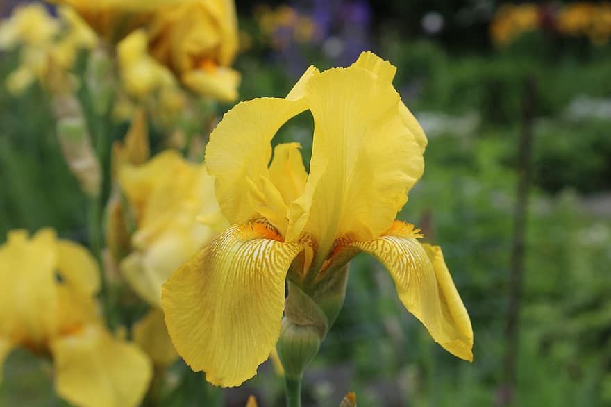 gul iris, blomst, anlegg, iris, gul blomst, petals, natur