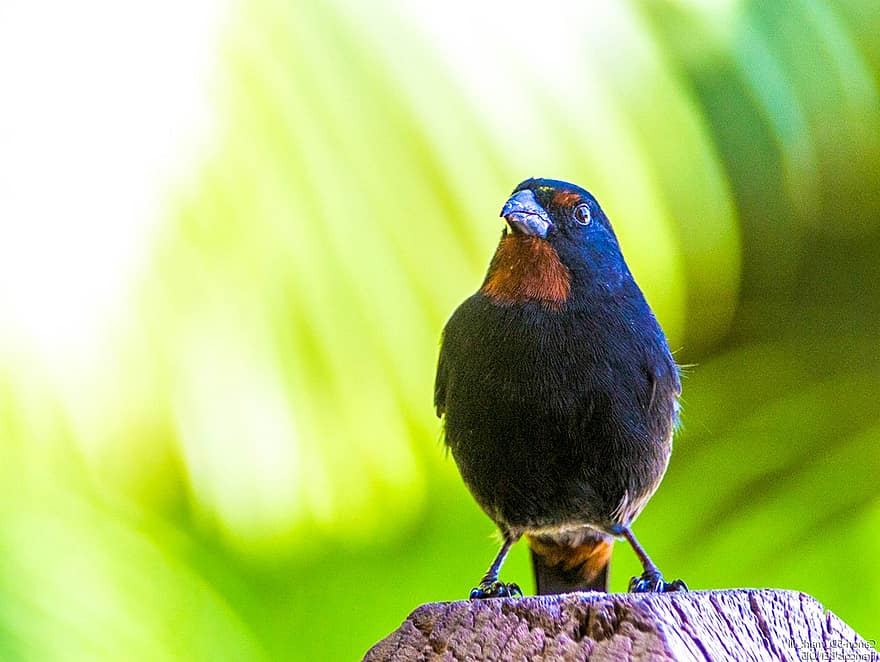 Robin, pájaro, posado, animal, plumas, plumaje, pico, cuenta, observación de aves, ornitología, mundo animal