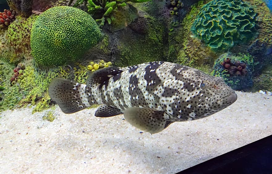 риба, под вода, вид, създание, морски, групер, Serranidae, аквариум