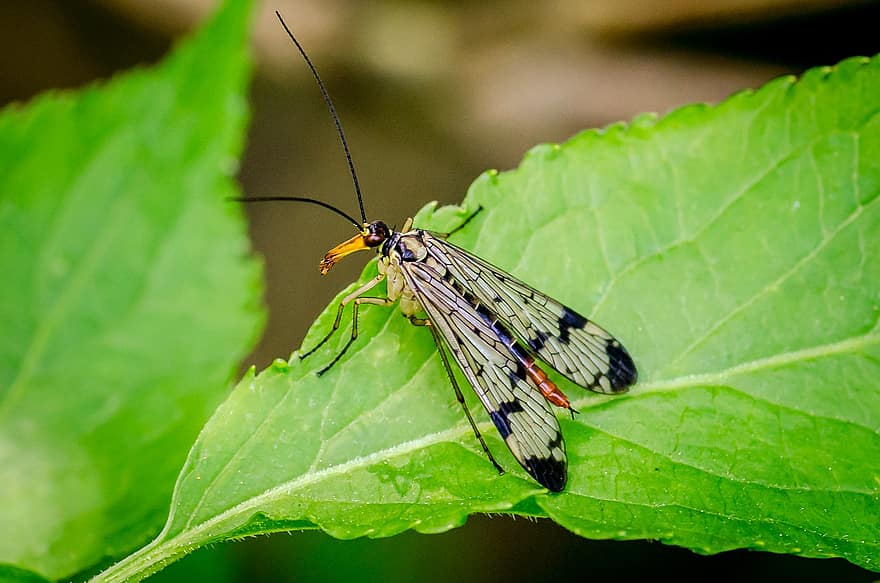 insekt, dyr, blad, winged insekt, vinger, natur, entomologi, makro