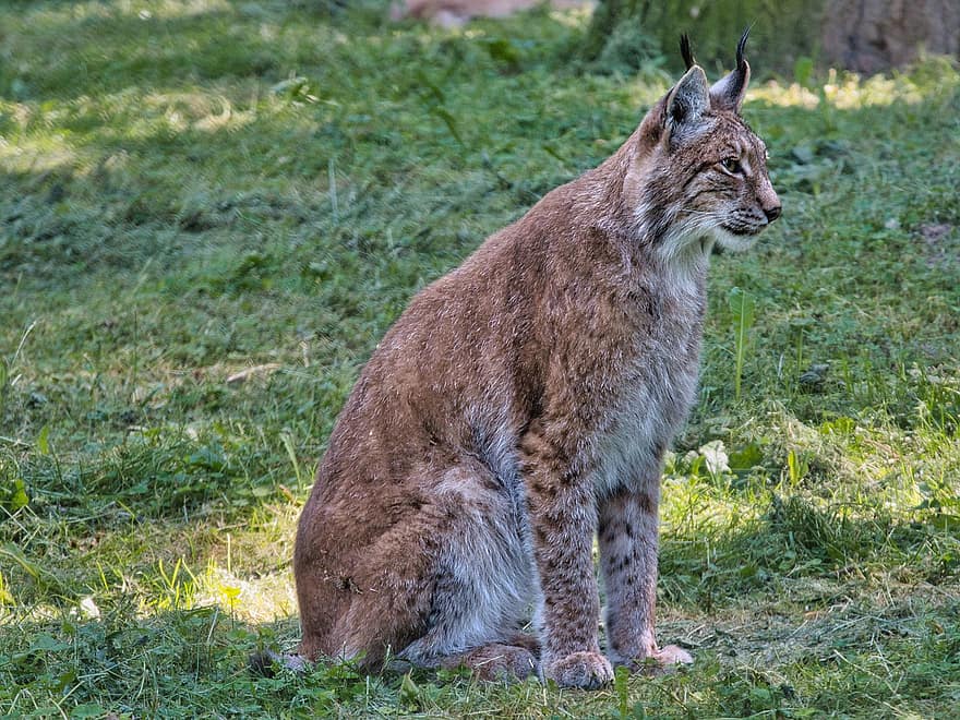 Lynx, animal, gros chat, fourrure, animal sauvage, carnivores, mammifère, chasseur, Prairie, faune