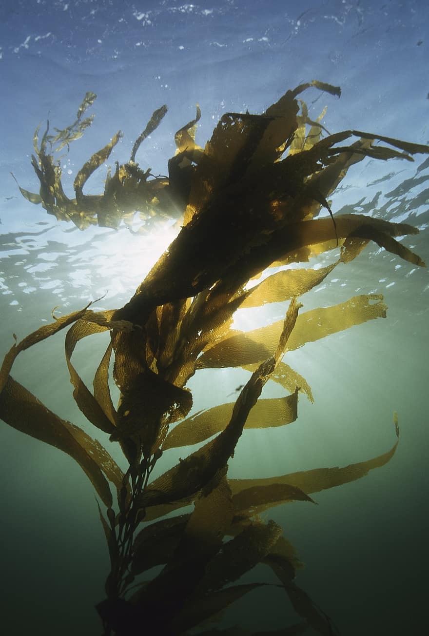 kelp, algas marinhas, planta aquática, algas, leve, feixes de luz, embaixo da agua, plantar, agua, mar, oceano