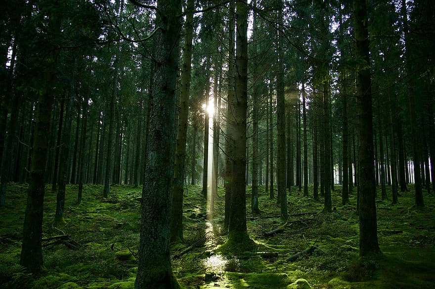 वन, पेड़, सूरज की रोशनी, काई, वुड्स, परिदृश्य, वुडलैंड, जंगल, प्रकृति
