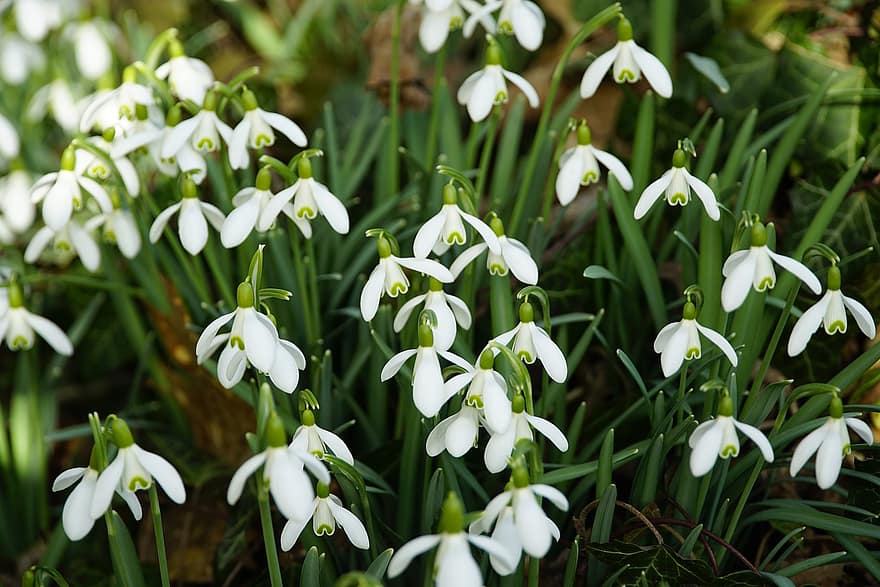 Snowdrops, White Flowers, Galanthus, Spring, Nature, Bloom, Flowers, Flora, Forest Floor