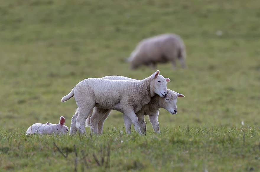 ovelha, Cordeiro, Fazenda, pasto, pecuária, campo, natureza, fofa, rural, grama, rebanho
