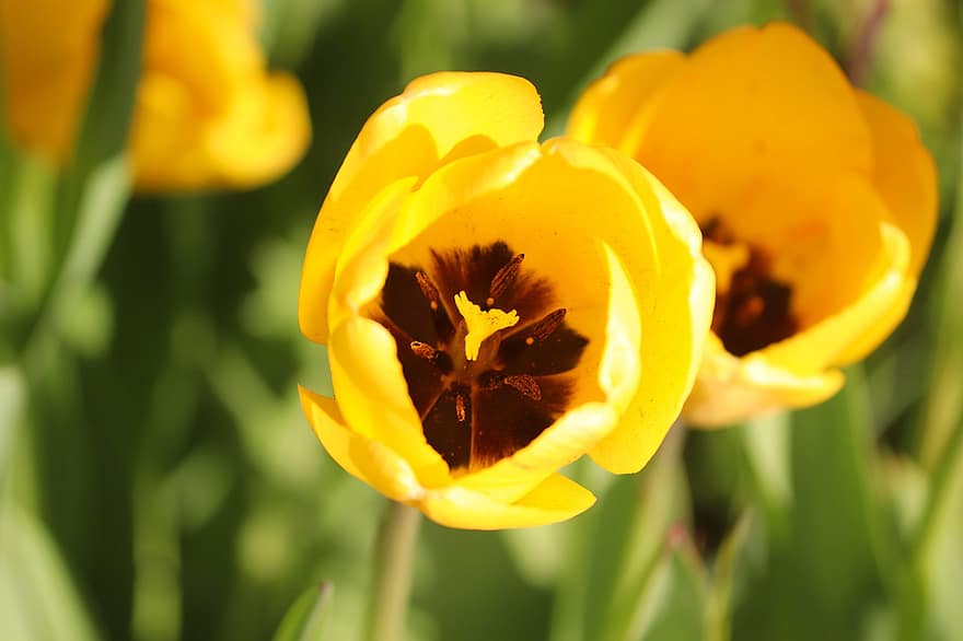 tulipany, kwiat, roślina, żółty tulipan, żółty kwiat, płatki, wiosenny kwiat, pole, wiosna, Natura
