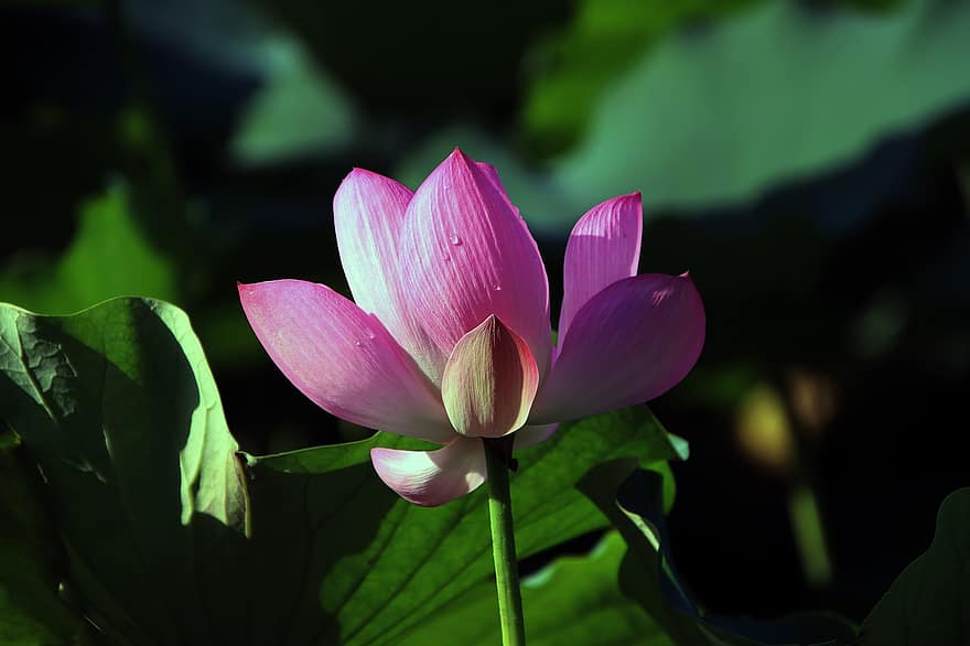 loto, flor, flor de loto, flor rosa, pétalos, pétalos de rosa, floración, planta acuática, flora, hoja, planta