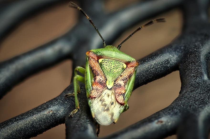 bug, insect, macro, close-up, green color, leaf, animals in the wild, arthropod, invertebrate, animal eye, animal antenna