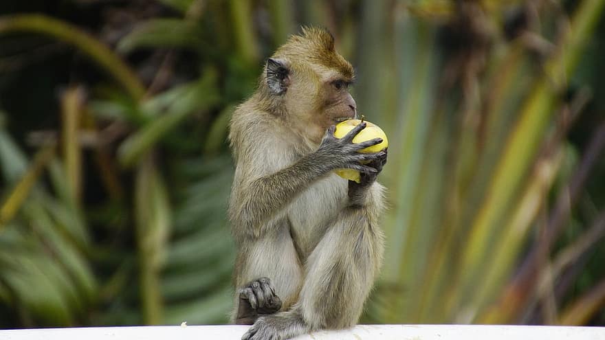 małpa, Malezja, dzikiej przyrody