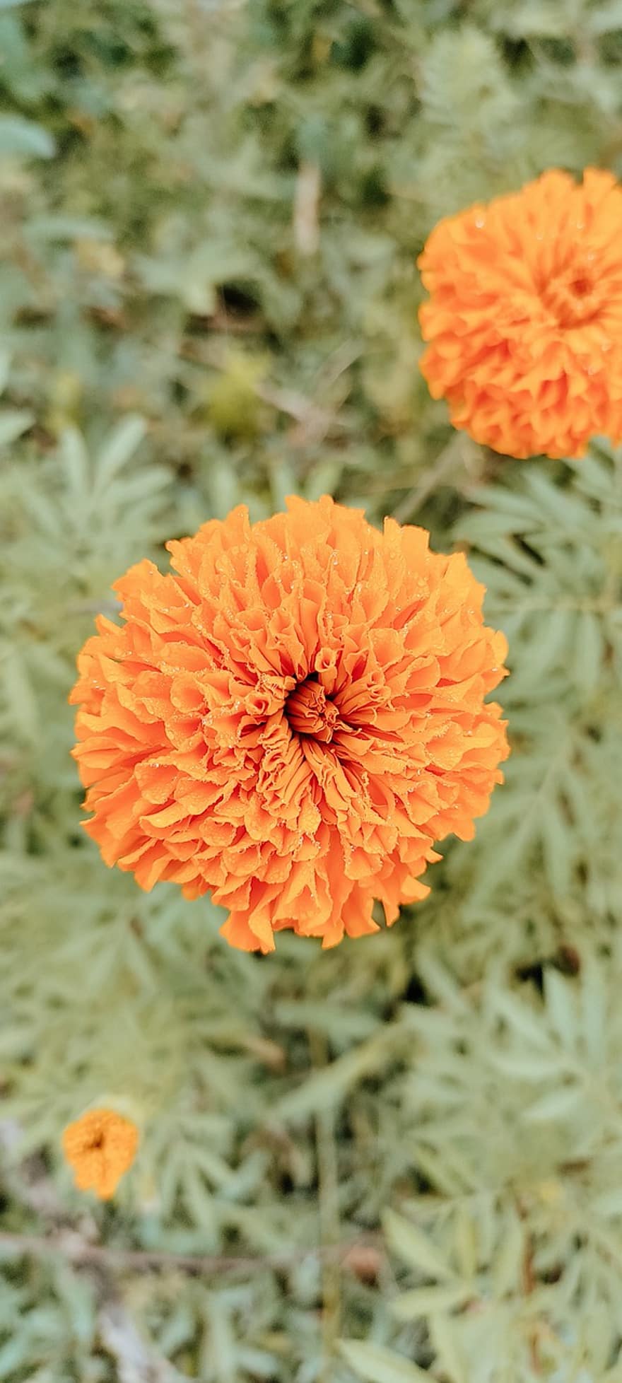 Marigolds, Orange Flowers, Garden, Autumn, plant, close-up, summer, flower, petal, flower head, yellow