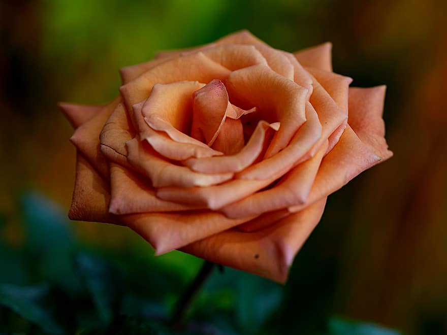 Rose, fleur, fleur de rose, pétales, pétales de rose, Floraison, flore, la nature, fermer, pétale, feuille