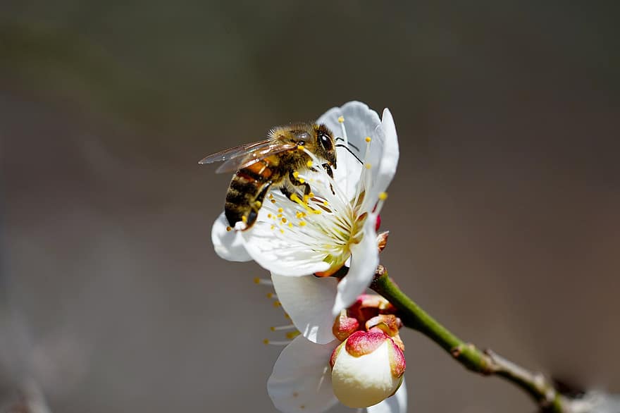 Pflaumenblüte, Biene, Bestäubung, Blume, Frühlingsblume, Insekt, Makro, Republik Korea, Nahansicht, Frühling, Pflanze
