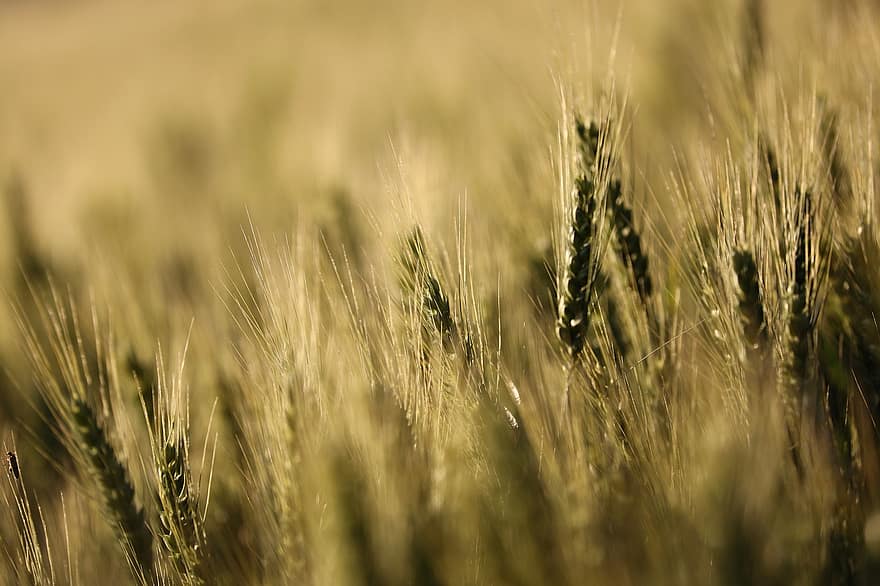 пшениця, посіви, рослини, зерна, сільське господарство, землеробство, їжа, крупи, зростання, весна, впритул