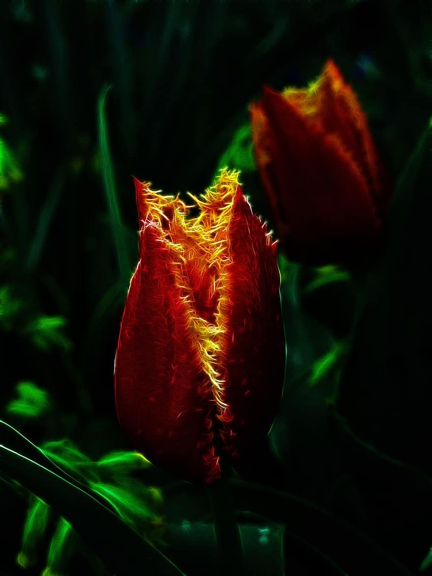 fractalius, tulipan, frynset tulipan, crispa tulipan, natur, blomst, plante, rød blomst, appelsinblomst, tæt på
