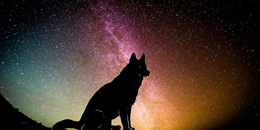 pies, w kształcie niemieckim, zwierzę domowe, galaktyka, noc, niebo, chihuahua, zwierzę, humor, przestrzeń, godny podziwu
