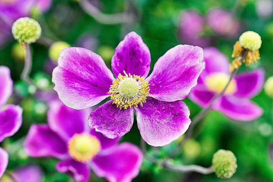 anemoner, blommor, trädgård, rosa blommor, rosa kronblad, kronblad, blomma, flora, växter, natur, närbild