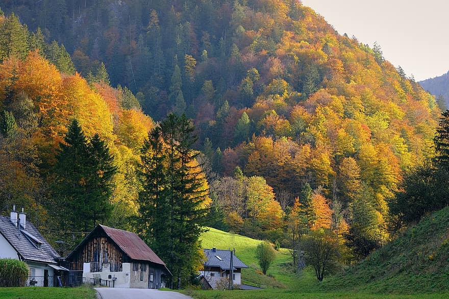casas, assentamento, arvores, floresta, madeiras, montanhas, natureza, outono, multicolorido