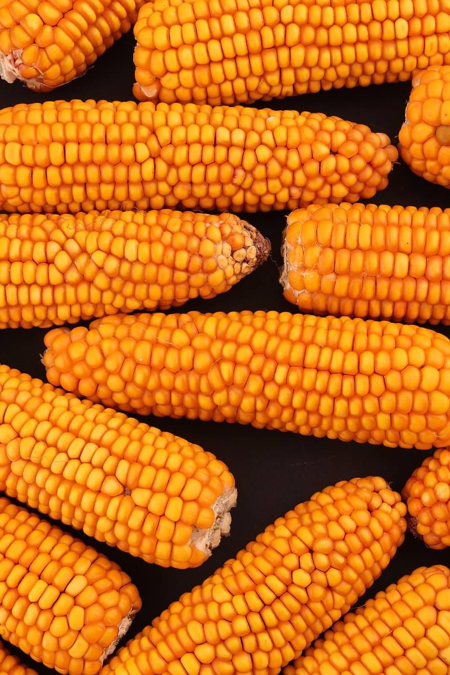 kukurūzai, Indijos kukurūzai, kukurūzų, geltona, maisto, daržovių, Žemdirbystė, fonas, Iš arti, šviežumas, ruduo