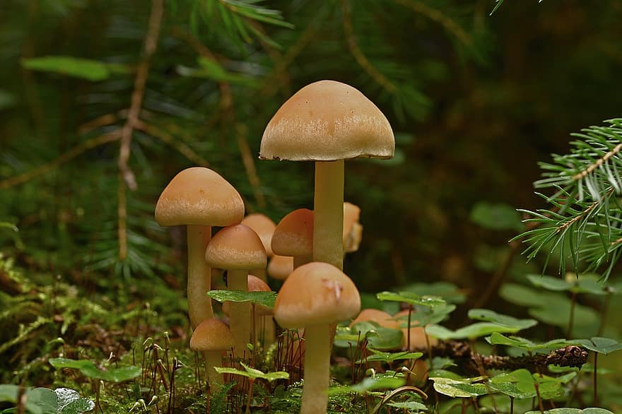 jamur, kulat, jamur pipih, hutan, merapatkan, musim gugur, musim, menanam, tidak digarap, warna hijau, pertumbuhan