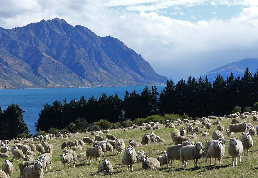 山岳、羊、湖、ニュージーランド、旅行、家畜、ファーム