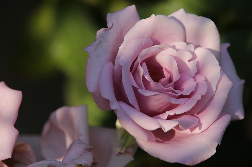 Rozes Zils Mēness, rozā roze, zied, rozā zieds, rozā ziedlapiņām, zieds, flora, botānika, puķkopība, dārzkopība, raksturs