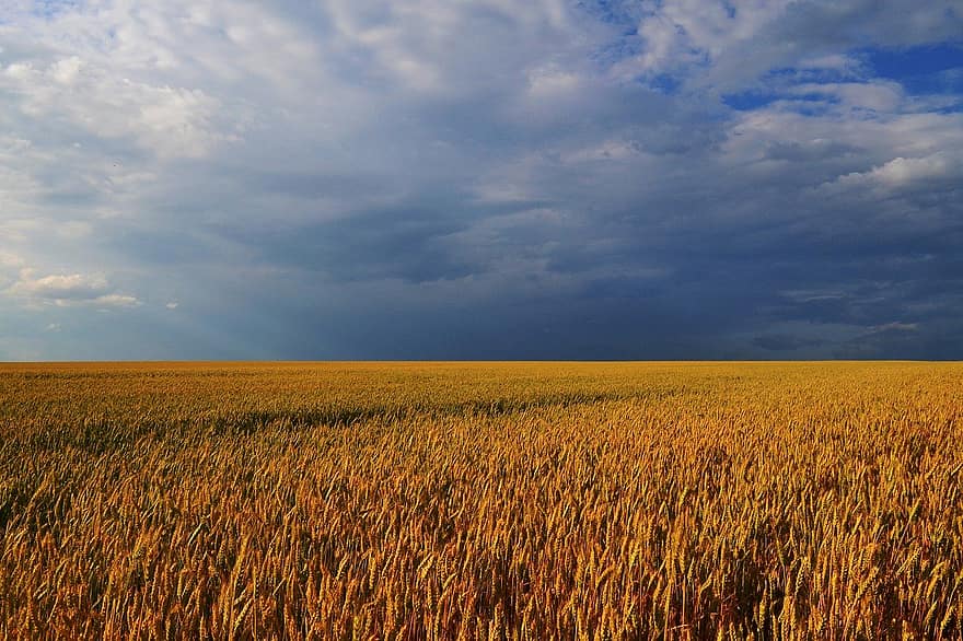 field, wheat, nature, rural scene, agriculture, summer, farm, landscape, meadow, yellow, blue
