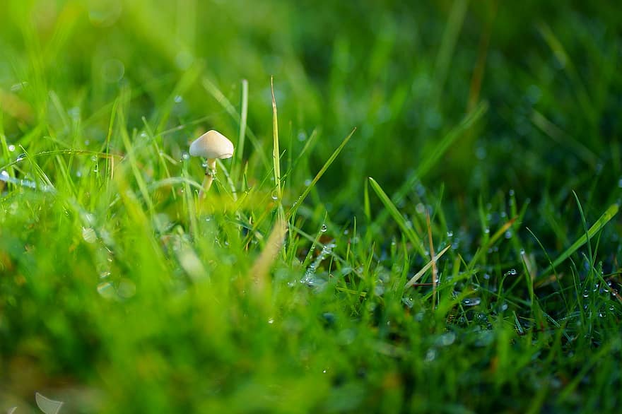 grama, cogumelo, campo, natureza, verde, panorama