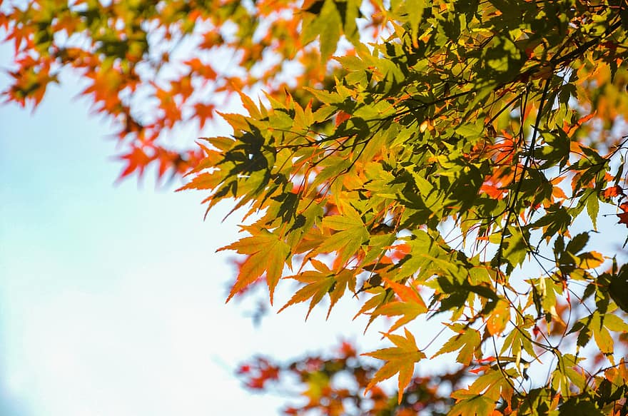 ahorn, efterår, blade, løv, efterårsblade, efterårsløv, efterår farver, efterårssæson, falde blade, falde farver, natur